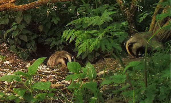 Visit to see the homes of our Badgers next to the orchard carp lake